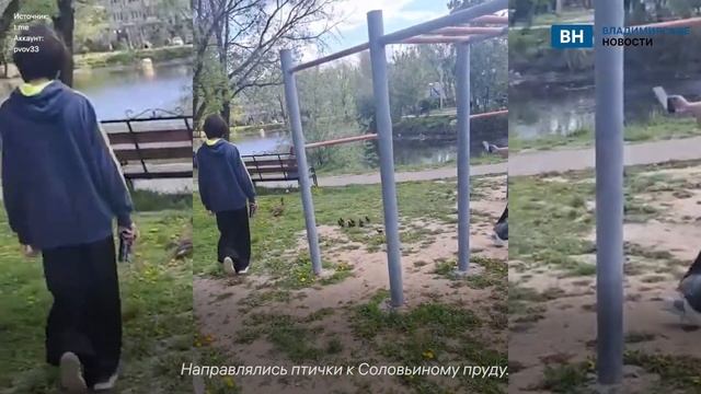 В центре Владимира в объективы камер попали утка с птенцами смотреть онлайн