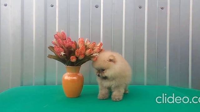 Померанский шпиц мальчик смотреть онлайн