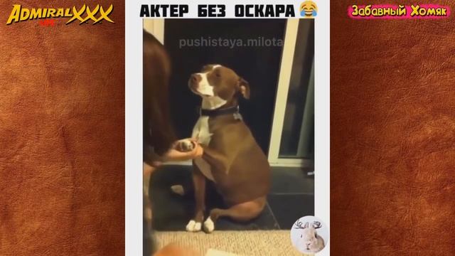 СМЕШНЫЕ ЖИВОТНЫЕ 2021 / ПРИКОЛЫ КОТЫ СОБАКИ, ЛУЧШИЕ ПРИКОЛЫ с Кошками и Собаками Funny Cats смотреть онлайн