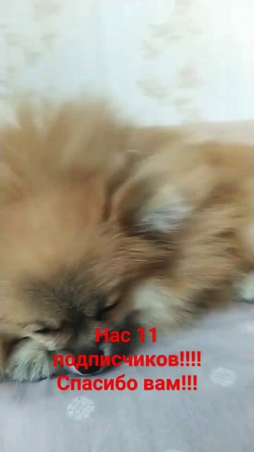 Спасибо за 11 подписчиков Спасибо вам!!! #Ника #померанский шпиц #shorts