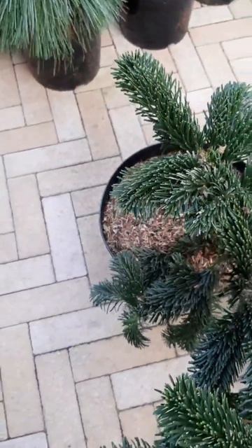 🌲Пихта Робуста | Telegram: https://t.me/love_is_hvoiny_dvorik смотреть онлайн