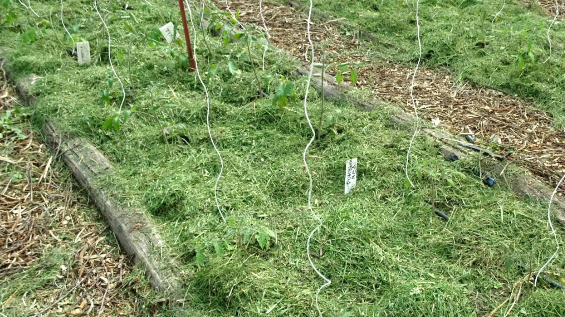 МОЯ МУЛЬЧА - КАКАЯ И ЗАЧЕМ