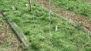 МОЯ МУЛЬЧА - КАКАЯ И ЗАЧЕМ