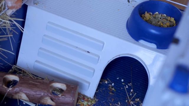 Що потрібно знати перед тим, як заводити кролика? смотреть онлайн