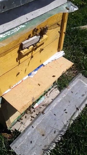 Моё кассетно-корпусное улье для двухматочного содержания пчёл. Беларусь и пчеловодство