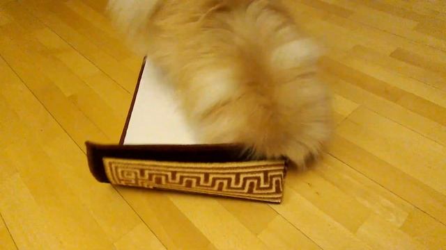 Тезоро радуется новому коврику #шпиц смотреть онлайн