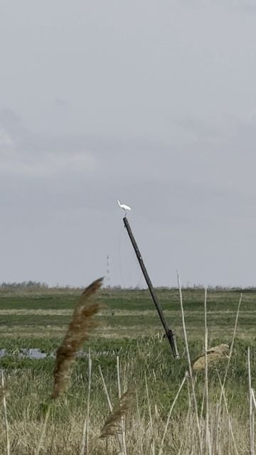 Цапля смотреть онлайн
