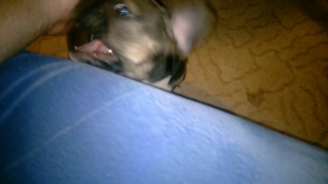 Французские бульдоги Потап и Риза смотреть онлайн