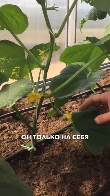 УДАЛЯТЬ ИЛИ НЕТ? Какие листья у огурцов обрезать (удал?