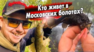 Ловля Ротана по методу «вэки» на силикон Jara Baits Jum Jum