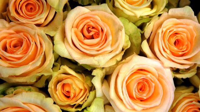 Слушать красивую песню и фото в хорошем качестве смотреть онлайн