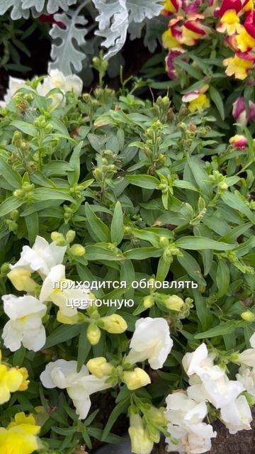 👍 Омолаживающая стрижка и подкормки для львиного зев смотреть онлайн