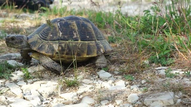 Черепаха смотреть онлайн