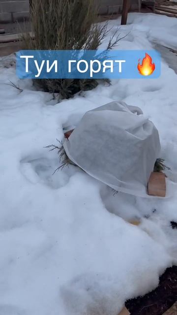 Опасное солнце для туи 🔥 смотреть онлайн