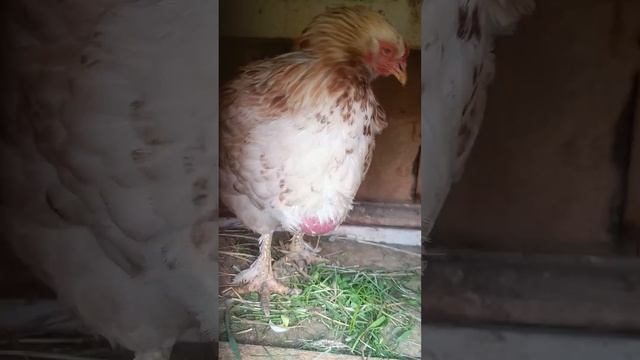 Посадила курицу обжору на диету, пытаюсь лечить ее заб смотреть онлайн