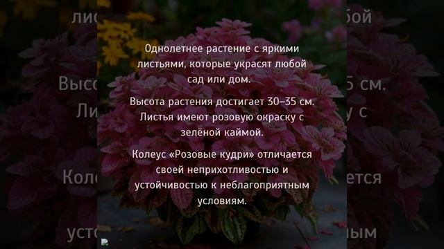 КОЛЕУС «РОЗОВЫЕ КУДРИ» смотреть онлайн
