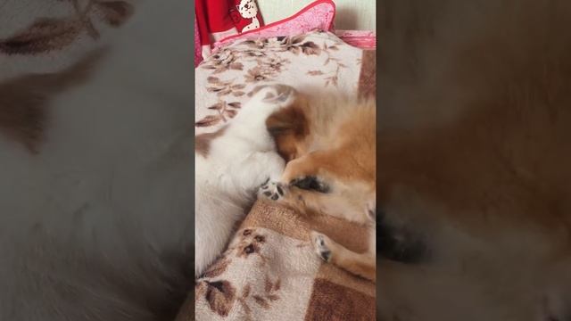 Шпиц и кот смотреть онлайн