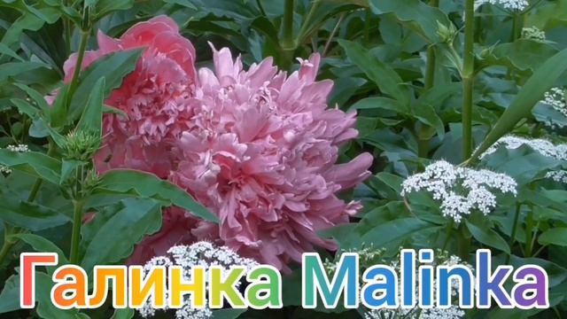 Сельчанка в Америке /Наташа рискует /Уведут Гену /Обзор  /Selchanka V Amerike /Жизнь в Америке