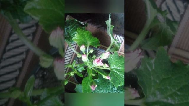 Вам подарували квітку і вона пропадає? Тоді вам сюди! #цинерарія#8березня#якдоглядати#спасаємо смотреть онлайн