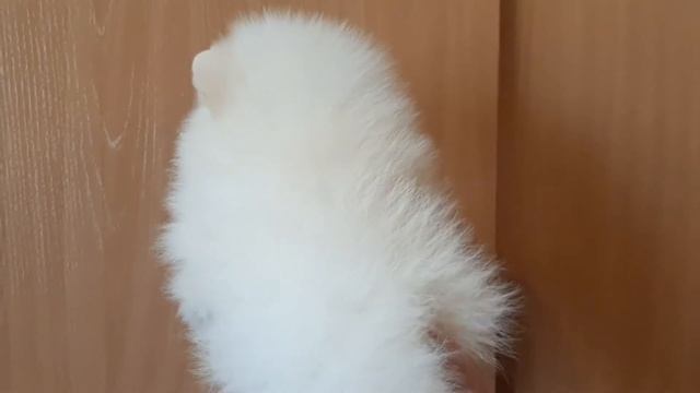 Кремовый шпиц смотреть онлайн