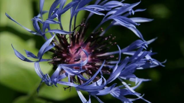 Мальчику вспомнилась его прошлая жизнь. Ему никто не верил, пока семья не приехала туда, где он жил