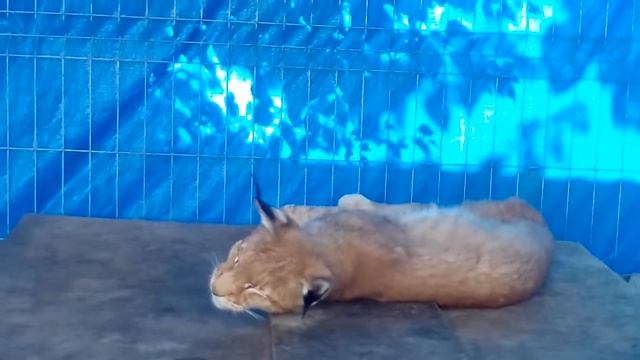 РЫСЬ ЧТОБЫ РАЗБУДИТЬ НУЖЕН ПОПУГАЙ смотреть онлайн