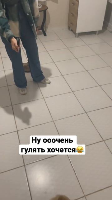 Переходи в профиль, там много смешных видео🤪#померанцы #шпицы #puppylove #turkey #анталия #amongus