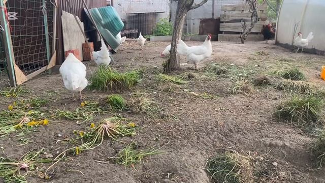 ДОМАШНИЕ КУРЫ