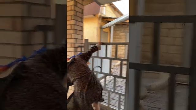 Келинка в бегах