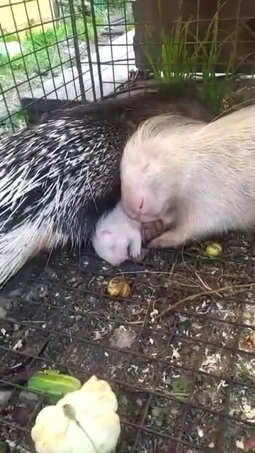 СЕМЬЯ ДИКООБРАЗОВ смотреть онлайн