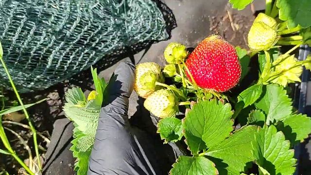 🍓🍓🍓23.06.24. КСД Мармолада Онебор🍓🍓🍓 смотреть онлайн
