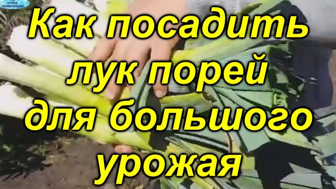 🌱 Лук-порей: мощный урожая с одного посева! смотреть онлайн