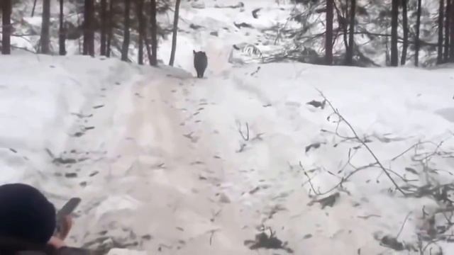 ПРИКОЛ - ОХОТА - Промахнулся на охоте! смотреть онлайн