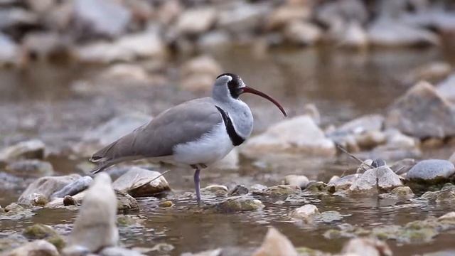 Серпоклюв. Ibisbill смотреть онлайн