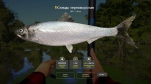 ТРОФЕЙ СЕЛЬДЬ ЧЕРНОМОРСКАЯ!!!СЕВЕРСКИЙ ДОНЕЦ - РУССКАЯ РЫБАЛКА 4