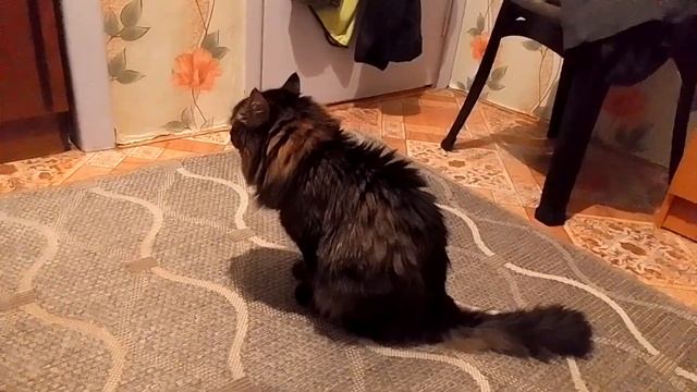 Кот Марс. Потягушки и забавные высказывания. смотреть онлайн
