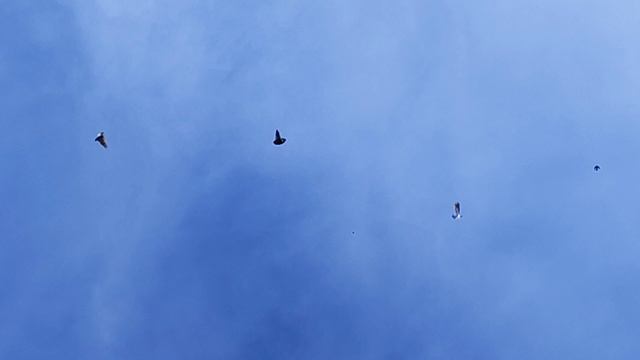 15.05.2025г Подъём Голубей после Воронежа. смотреть онлайн