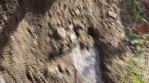 Посадка колоновидного персика Штайнберг