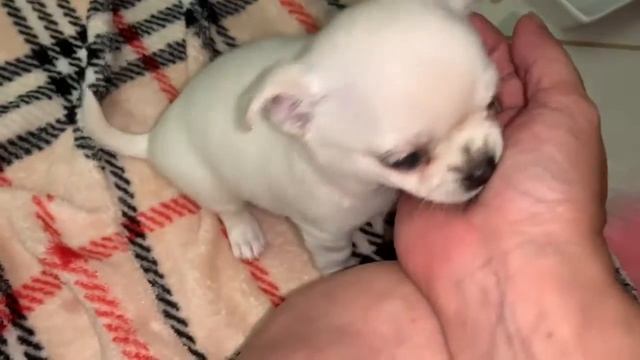 Пробуем творожок.