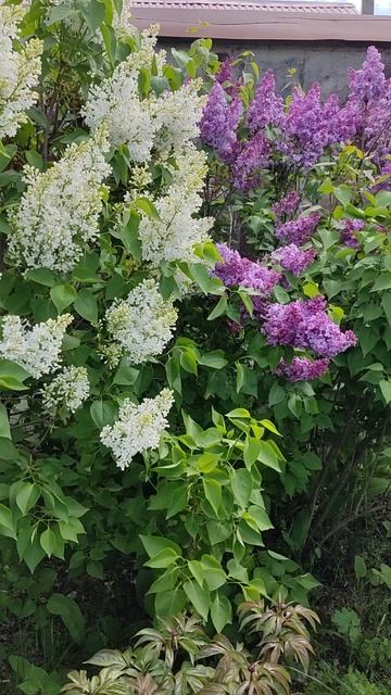 Цветёт сирень