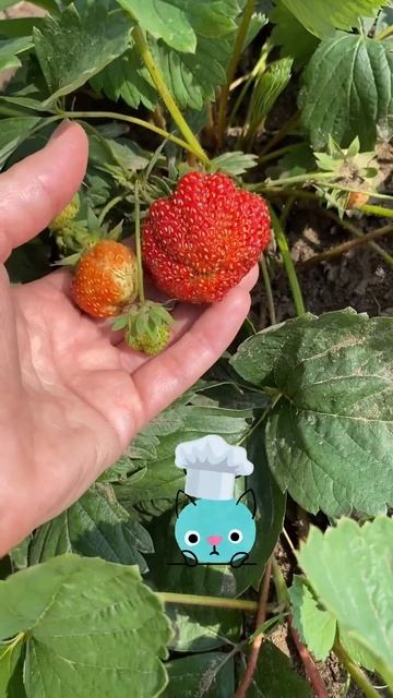 Лучший способ заготавливать ягоды #сделайсам #садовод смотреть онлайн