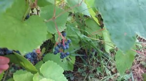 Виноград Загадка Шарова обзор сорта 7 сентября 2021