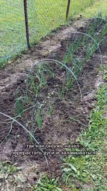 Дача в Германии. Часть 74. Высокие грядки в любую погоду смотреть онлайн