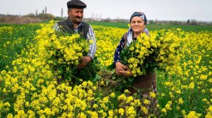 Дикая Горчица | Сбор, Подготовка и Приготовление