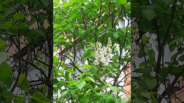 Весна , май и мелодия вивальди.mp4 смотреть онлайн