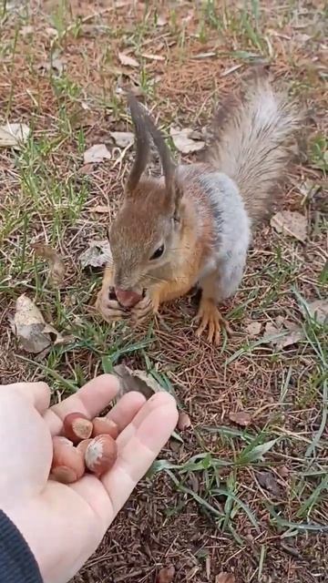 У белки есть орех! смотреть онлайн