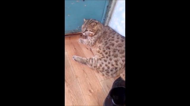 ШАМАН (ДЛК) ТРАВМИРОВАЛ ЛАПУ_ ДИАГНОЗ ПОКА НЕ ЗНАЕМ СОБИРАЕМСЯ К ВЕТЕРИНАРУ смотреть онлайн