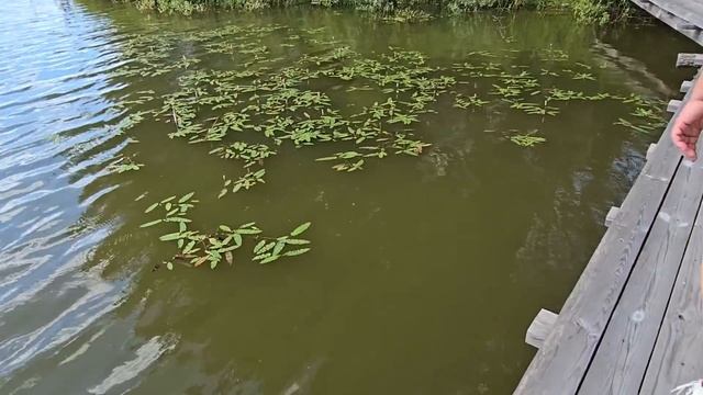 ИЩУ ЦЫГАНКУ НАТАШУ ПОДКЛЮЧИЛ ДРУЗЕЙ ! смотреть онлайн