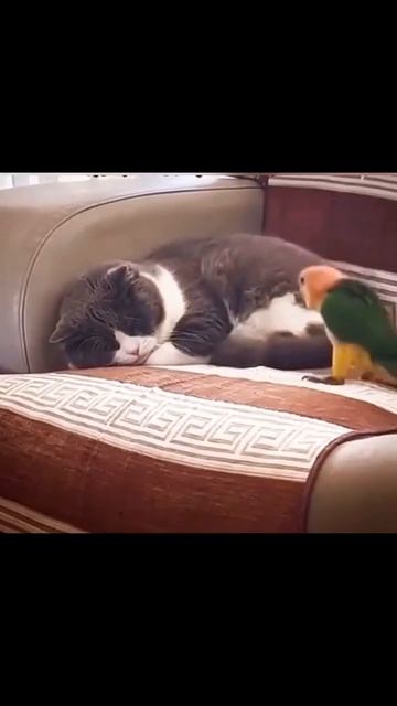 кто не скачет уже 18 плюс