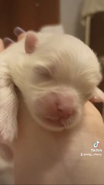 новорожденный щенок шпица inst:gwl.omg смотреть онлайн